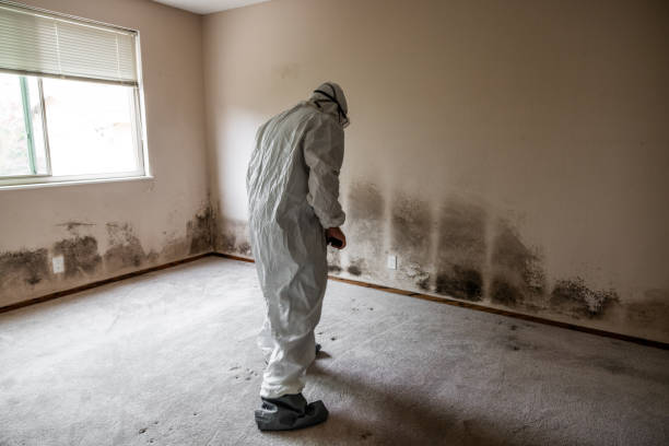 Mold Removal for HVAC Installations in Kingsford, MI